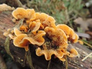 29th Nov 2014 - Hairy orange fungus