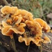Hairy orange fungus by roachling