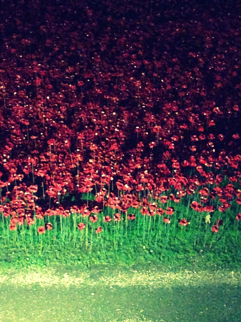 Poppies by emma1231