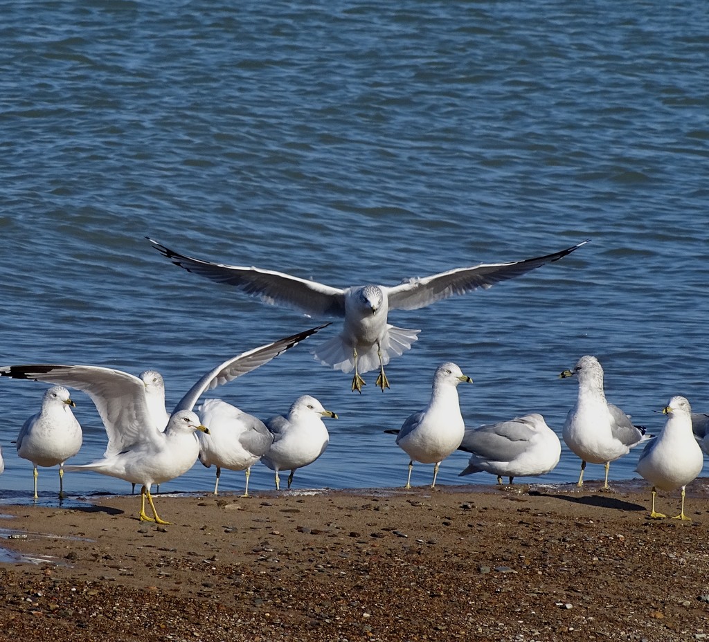 Ring-billed Gulls by annepann