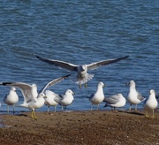 28th Nov 2014 - Ring-billed Gulls