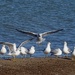 Ring-billed Gulls by annepann