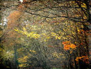 29th Nov 2014 - A woodland scene.....