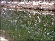 29th Nov 2014 - Reflections in a Creek!