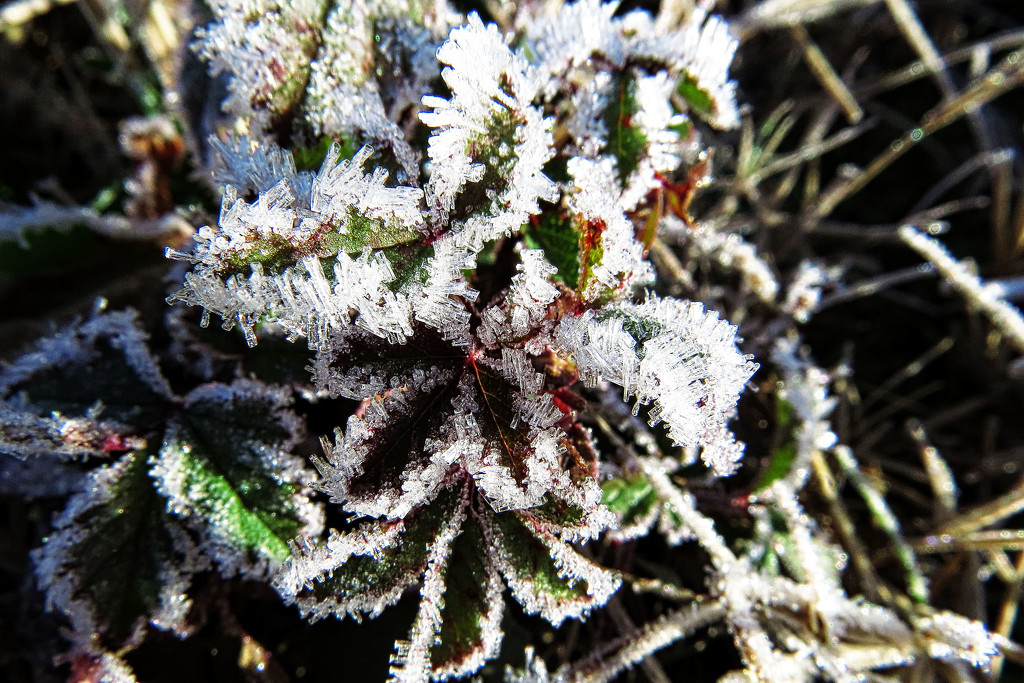 Lots of Frost with the Little Bit of Ice by milaniet