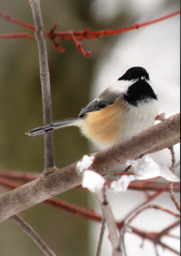 Black Capped Chickadee by mzzhope