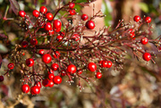 29th Nov 2014 - Nandina berries