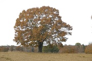 28th Nov 2014 - Tree in a field.