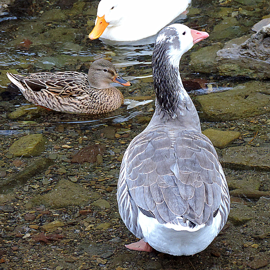 Duck, duck, goose! by homeschoolmom