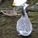 Duck, duck, goose! by homeschoolmom