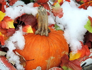 27th Nov 2014 - Pumpkin with whipped cream!