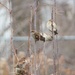 Sparrows by edorreandresen