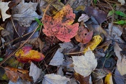 30th Nov 2014 - Leaves, forest floor, Charles Towne Landing State Historic Site