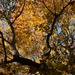Beautiful Autumn leaves in our area. by congaree