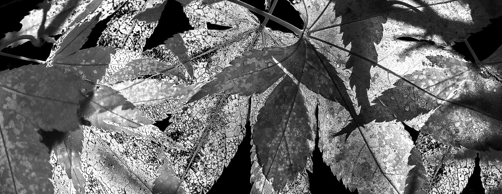 Sunlit leaves by dulciknit