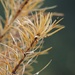 Larch needles by roachling