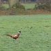 Pheasant by mattjcuk