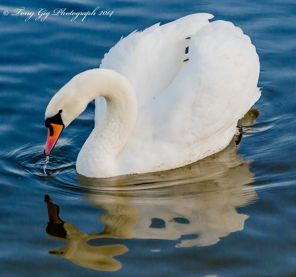 Swan by tonygig