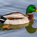Duck by tonygig