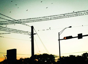 25th Nov 2014 - Birds On A Wire