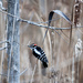 Downy Woodpecker! by fayefaye