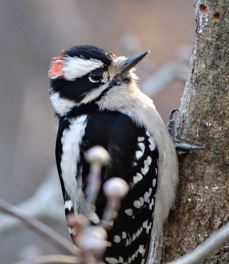 Downy Woodpecker by khawbecker