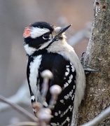 30th Nov 2014 - Downy Woodpecker