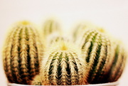 28th Nov 2014 - Cactus