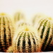 Cactus by andycoleborn
