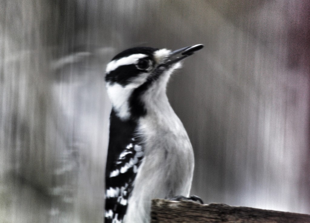 Downy Woodpecker by mzzhope