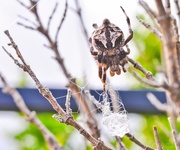 27th Nov 2014 - spider in the garden