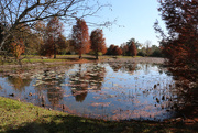 28th Nov 2014 - A Pond 