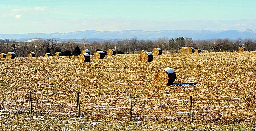 Hay, mountains! by homeschoolmom