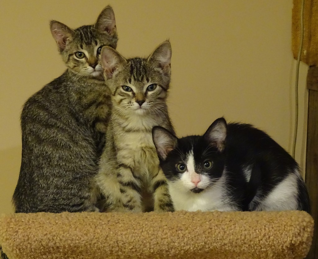 My Foster Kittens by annepann