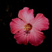Pink Flower by randy23