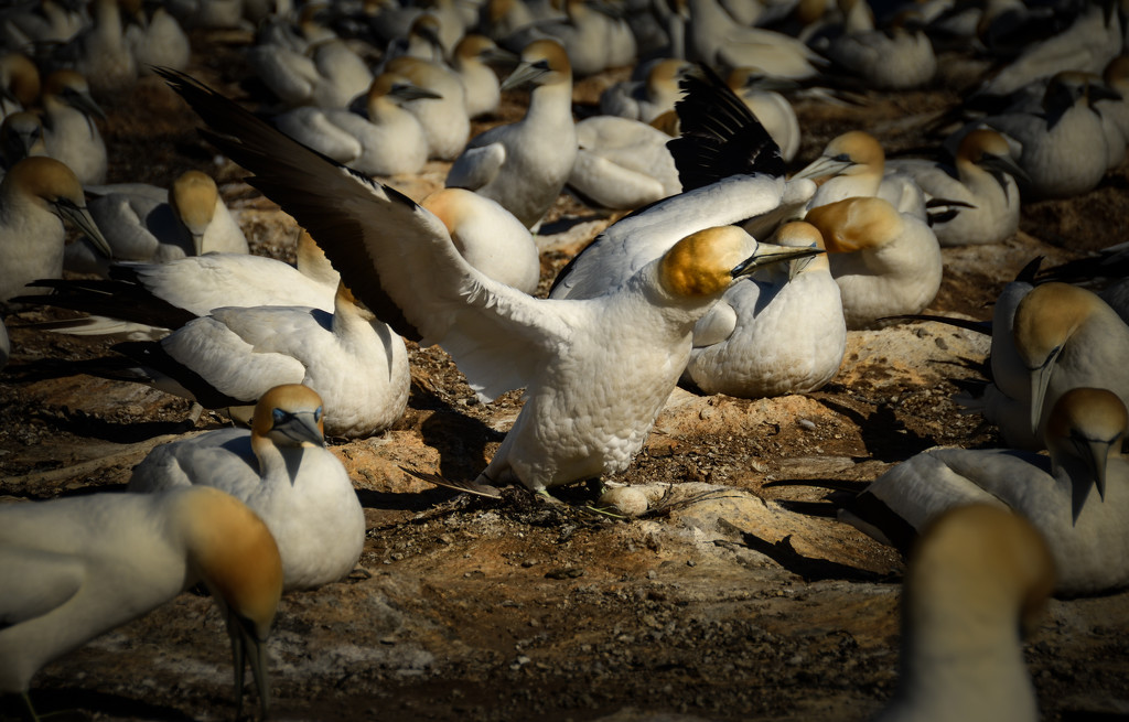 Gannets in Cape Kidnappers by yaorenliu