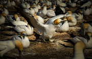 29th Nov 2014 - Gannets in Cape Kidnappers