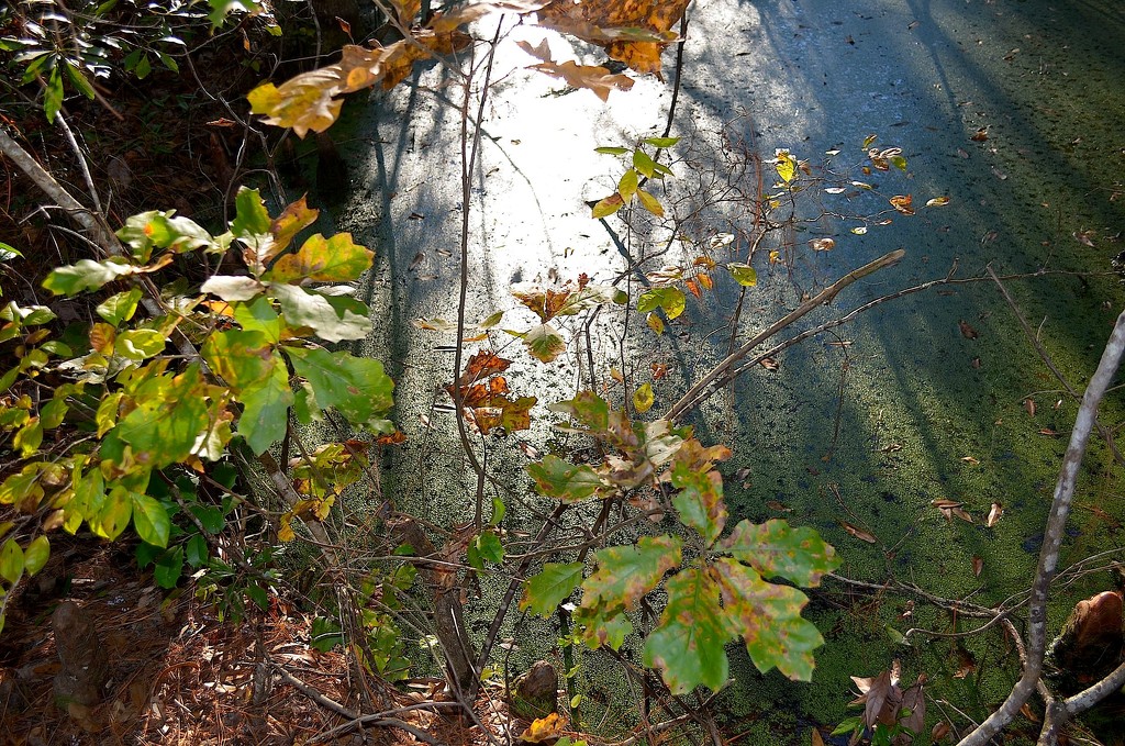 Cypress Gardens, Moncks Corner, SC by congaree