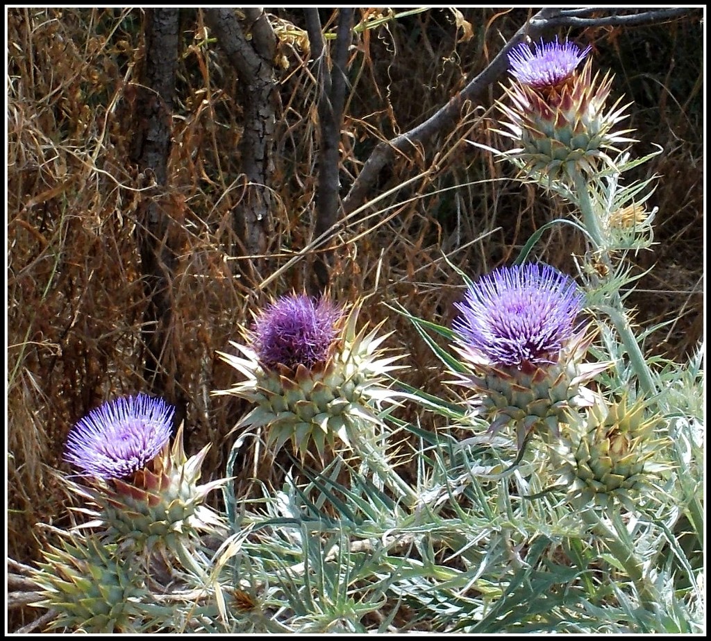 purple and prickly   by cruiser