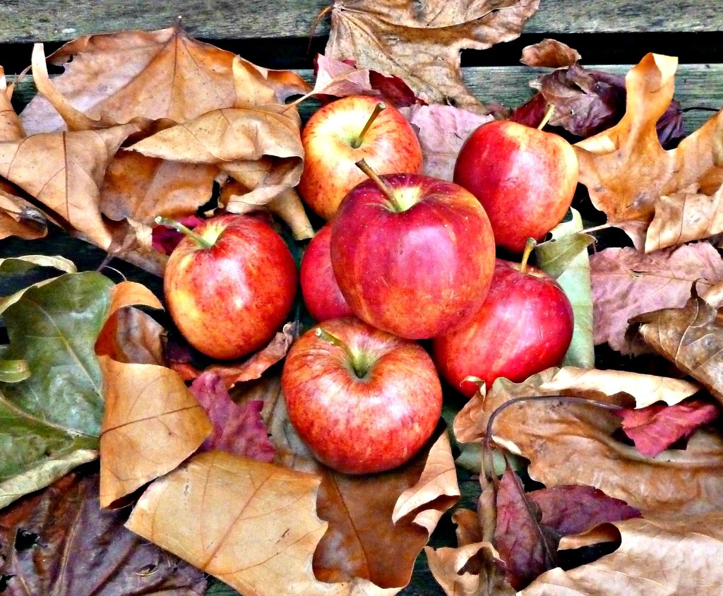 Red Apples by wendyfrost
