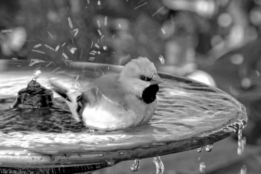 Splish Splash by danette