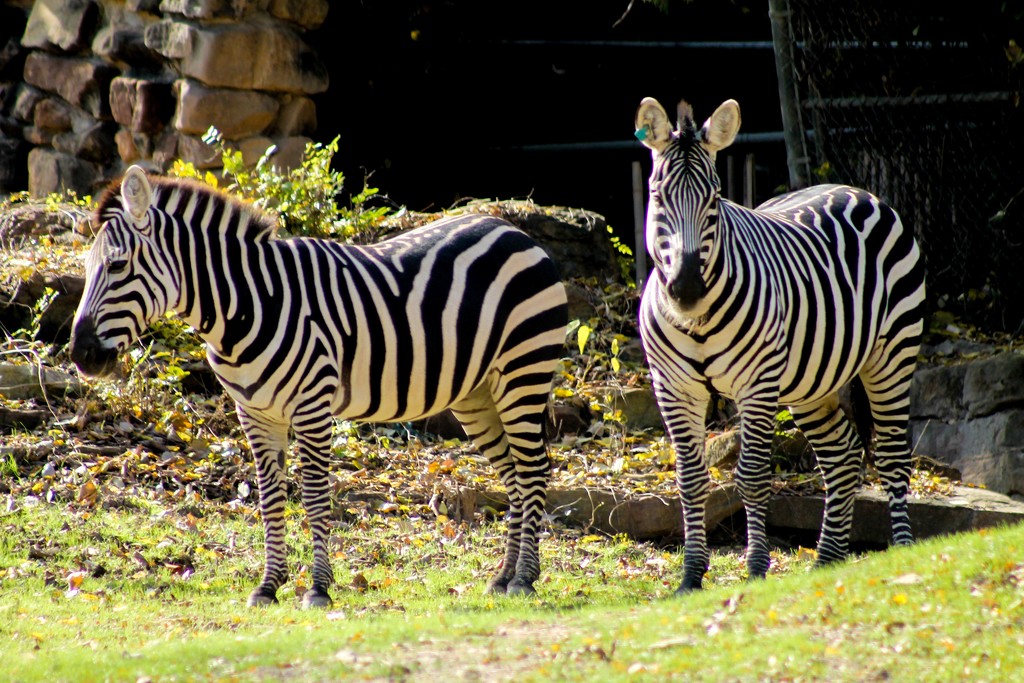 Zebras by judyc57