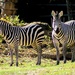Zebras by judyc57