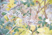 8th Dec 2014 - A Frosty bush