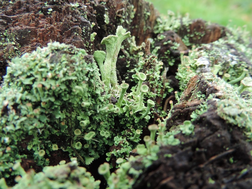 Green lichen by roachling