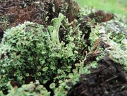 1st Dec 2014 - Green lichen