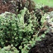 Green lichen by roachling