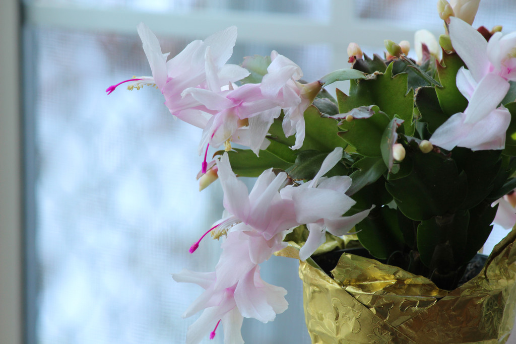 Christmas Cactus Pink by nanderson