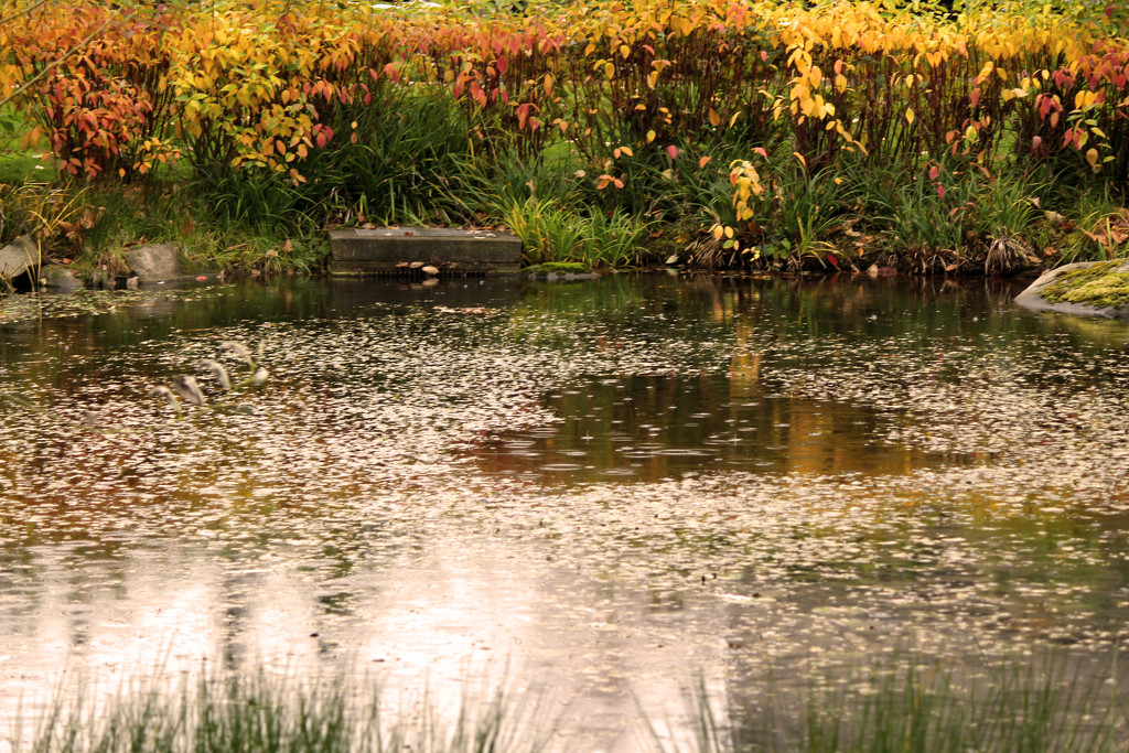 golden pond by nanderson