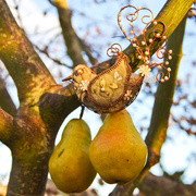 1st Dec 2014 - A Partridge In A Pear Tree